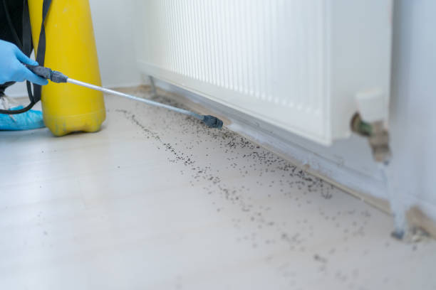 Flea Control Services in Oxford, GA
