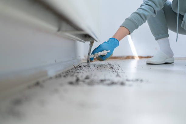 Wasp Removal Services in Oxford, GA